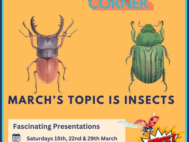 Insects at Oriel Science