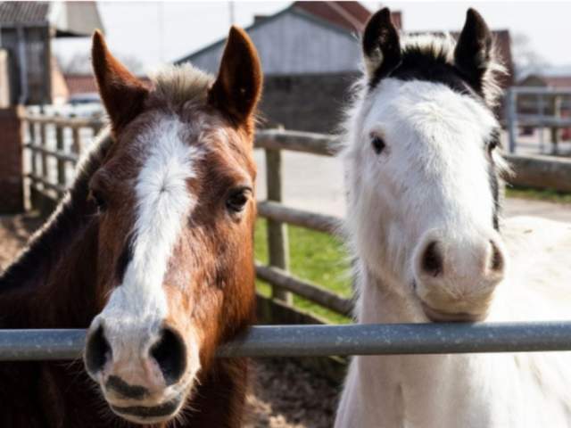 Bransby Horses