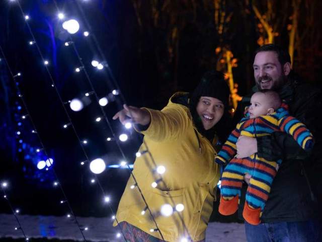 Illuminated Arboretum