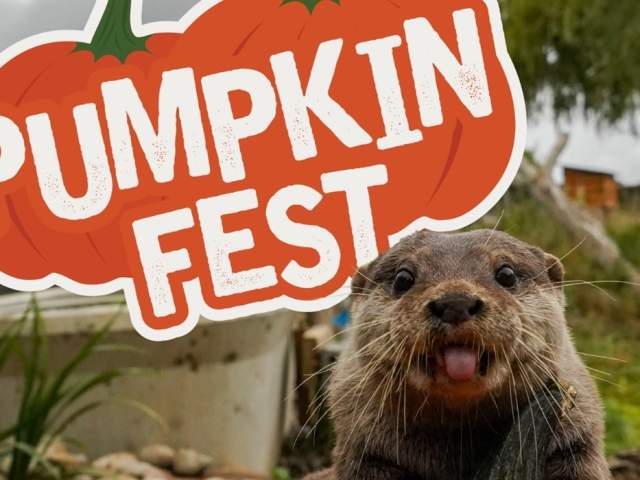 Pumpkin Fest at Noah's Ark Zoo Farm