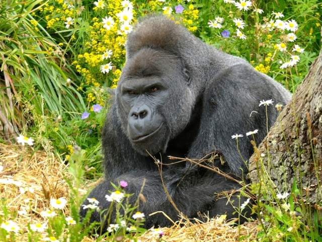 Jock Memorial Exhibition at Bristol Zoo Project