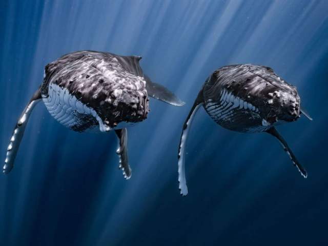 Ocean Photographer of the Year at Brunel's SS Great Britain