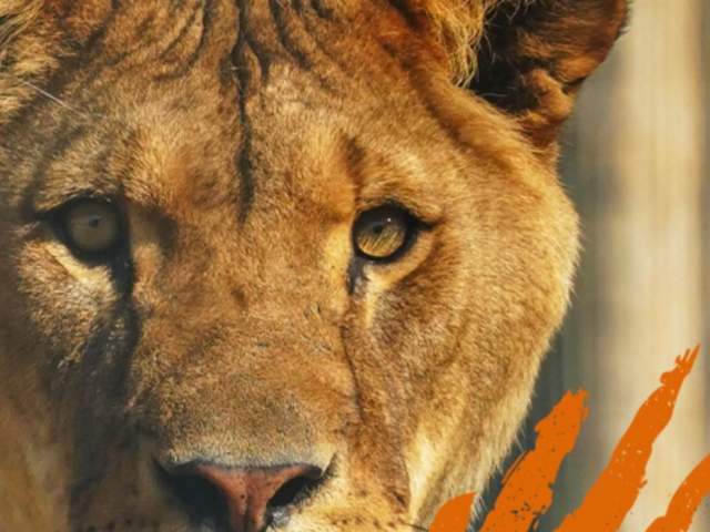 Roar Into Summer at Noah's Ark Zoo Farm
