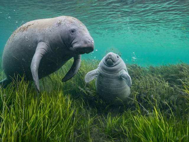 Wildlife Photographer of the Year 60 at Bristol Museum & Art Gallery