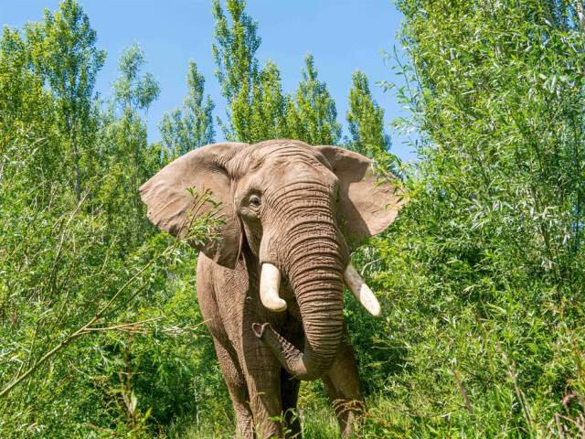 Become a Conservation Hero at Noah's Ark Zoo Farm