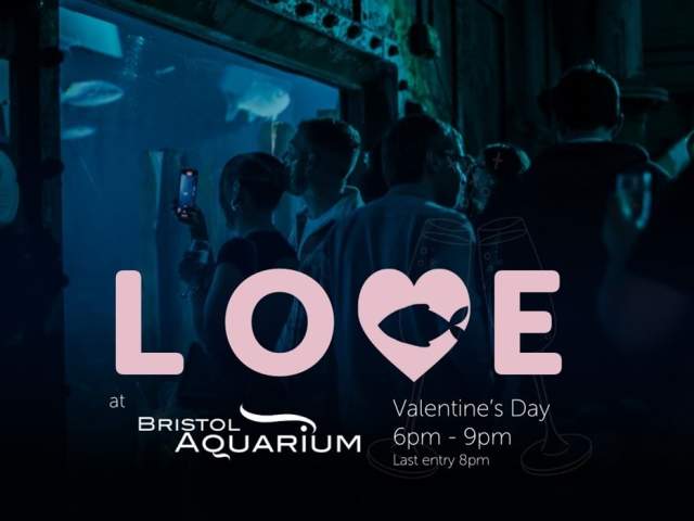 Love at Bristol Aquarium