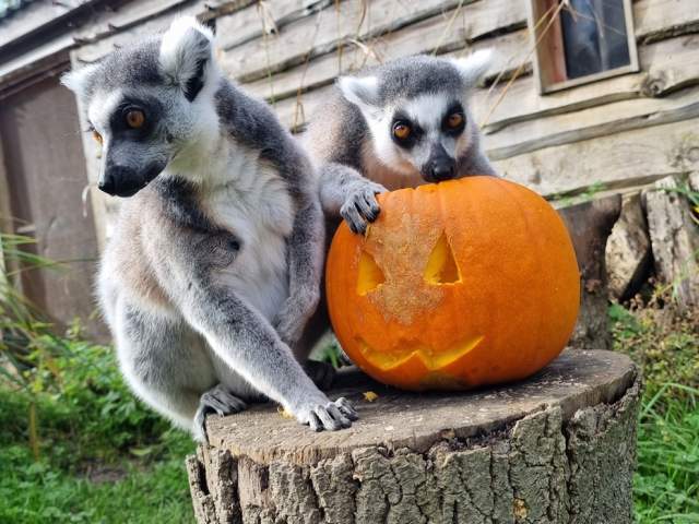 Howl-oween at Bristol Zoo Project