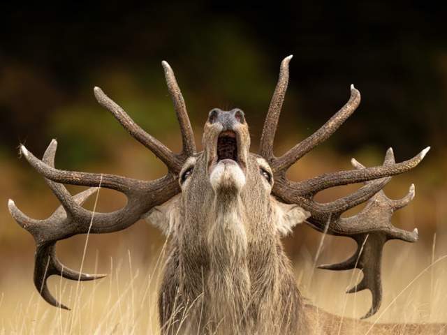 Wildlife Photographer of the Year 61 at Bristol Museum & Art Gallery
