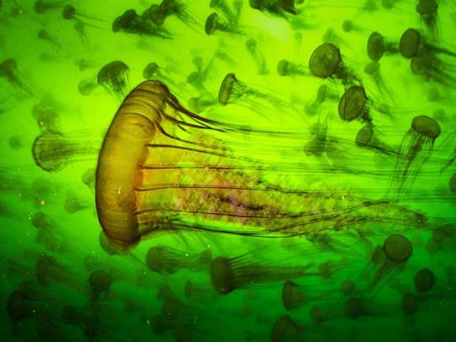 Bristol Museum Lates - Wildlife Photographer of the Year