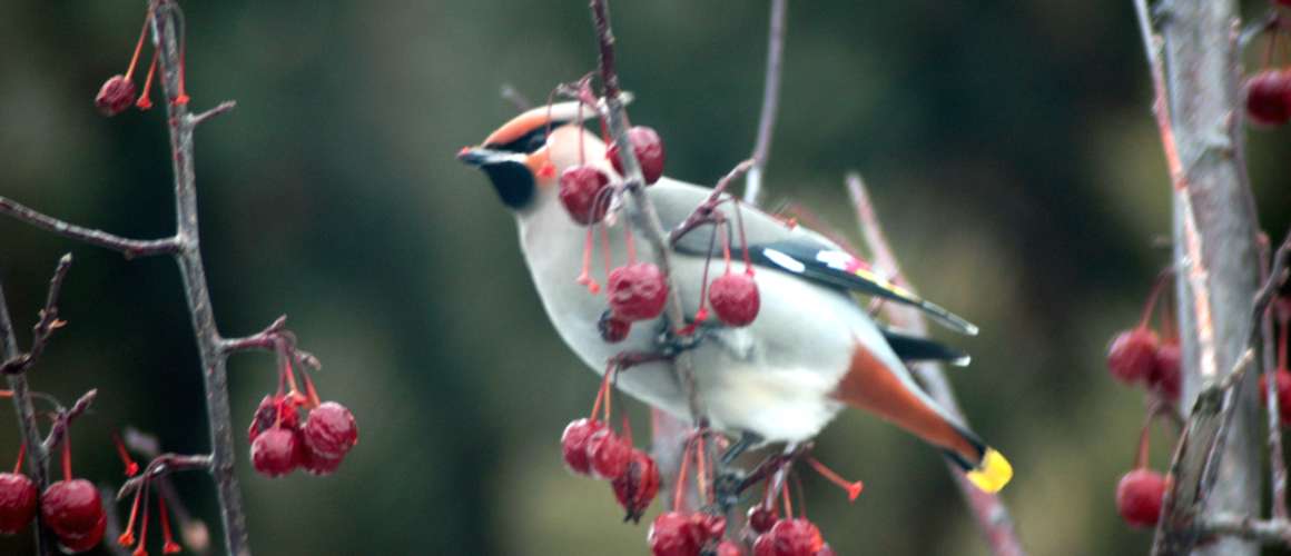 Bird with Berries