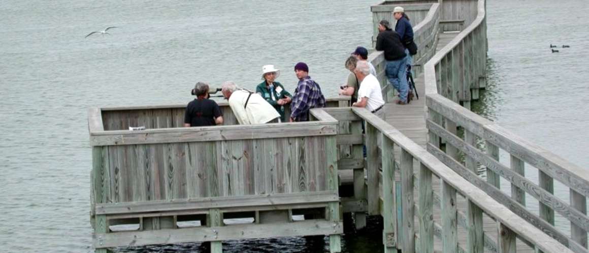 Birding on the Boardwalk