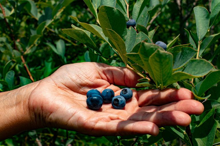 Erin's Blueberries