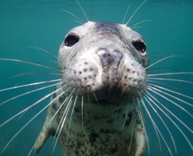 Seal Snorkelling Adventures
