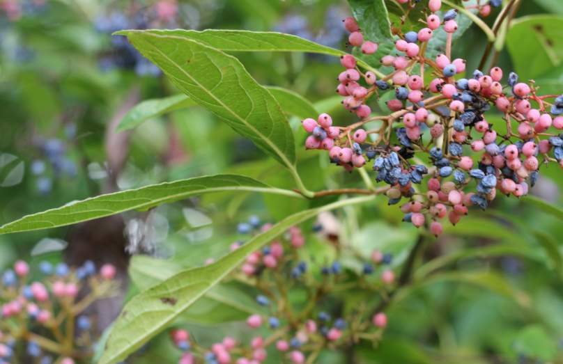 Spring Plant Sale Preview Lecture with UD Botanic Gardens