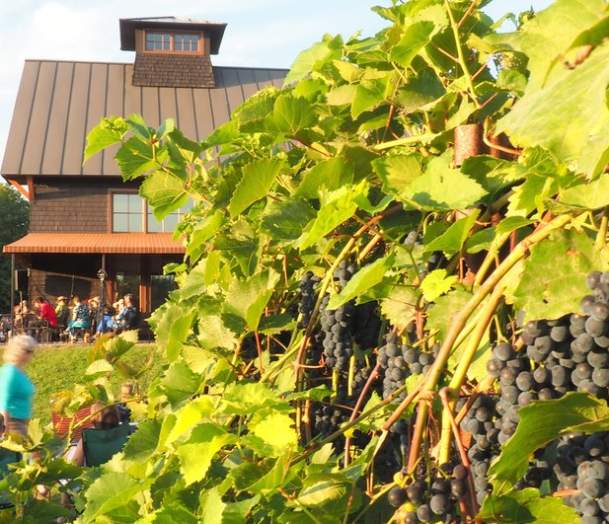 Shelburne Vineyard
