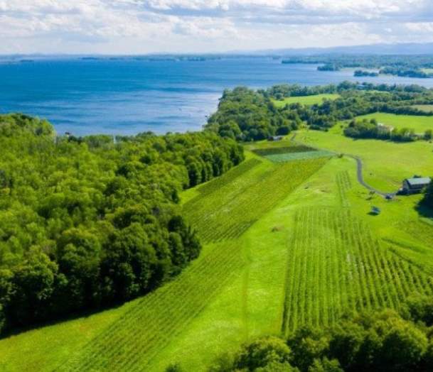 Ellison Estate Vineyard