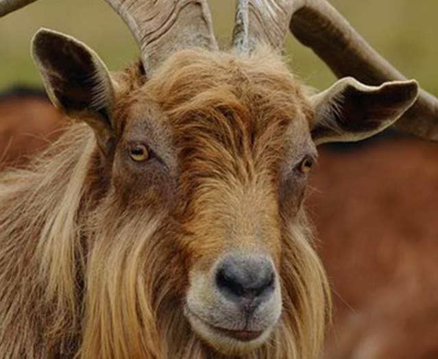 Lesser Spotted Gullion - Mountain Ways Ireland