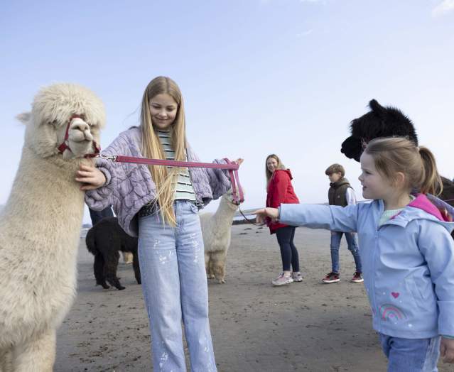 Cranfield Alpacas Experience