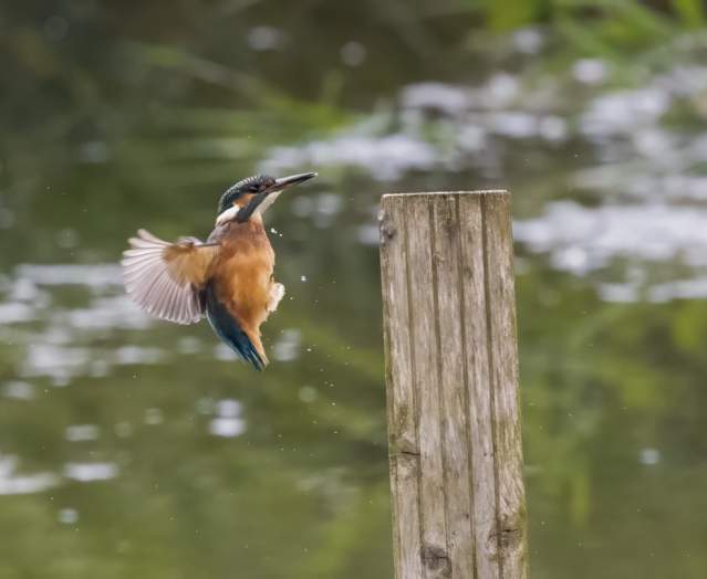 Belfast’s Window on Wildlife (WOW)