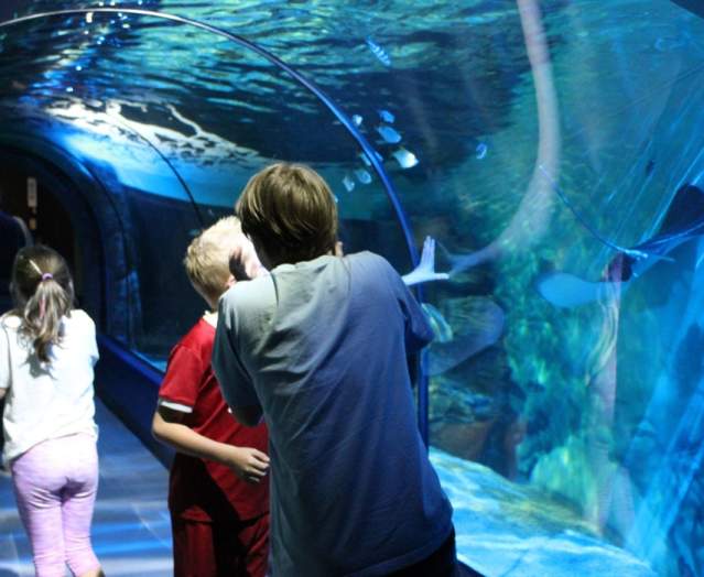 Exploris Aquarium & Seal Sanctuary