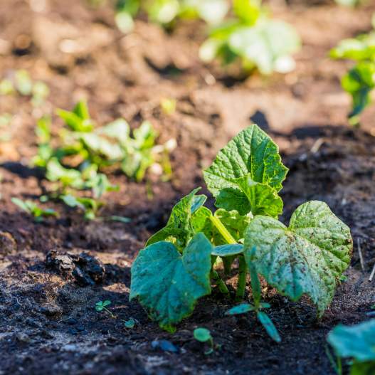 Volunteer Gardening at Hendricks Park