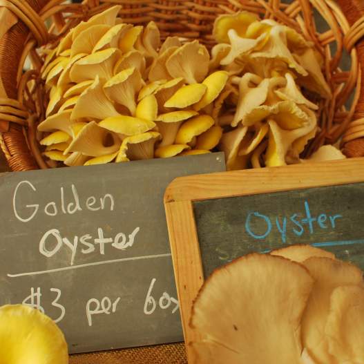 Discover Oregon Mushrooms