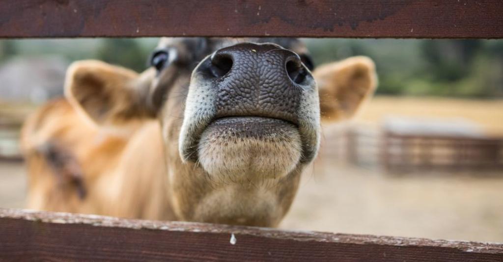 Sweet Farm Cow