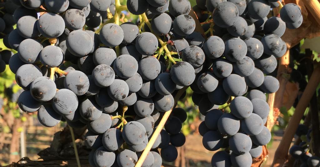 Pre-Harvest Grapes