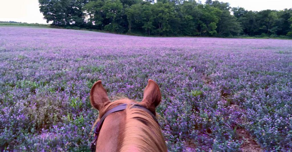 Painted Bar Stables - Trail Ride View