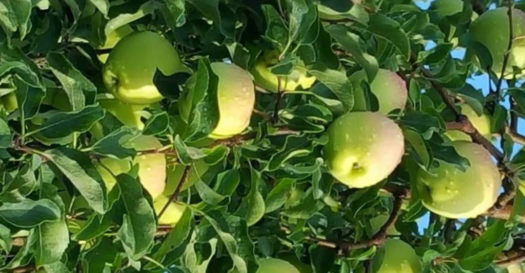 Reisinger's Apple Country - Apple Tree