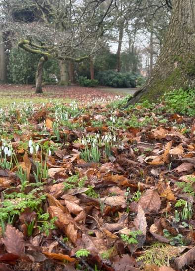 February flower trails