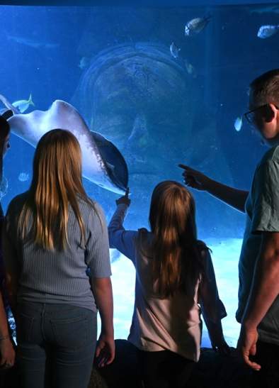 Sea Life Manchester