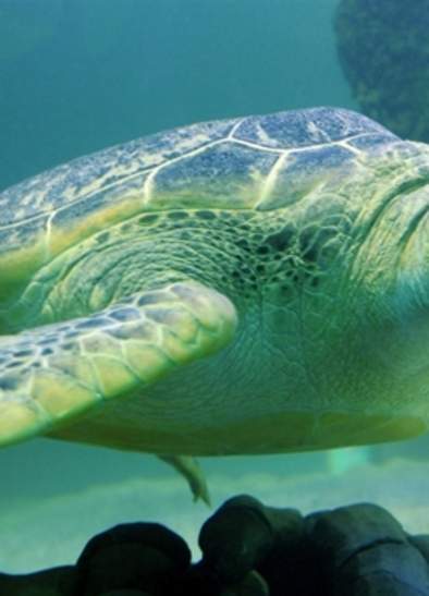 Turtle Feeding Experience
