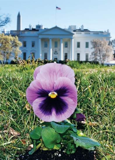 The Pansy Project