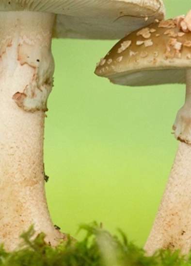 Nature Walks with Discover The Wild: Fungi Walk