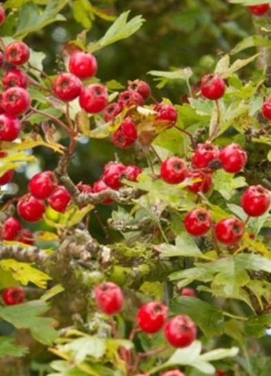 Nature Walks with Discover The Wild: Spring Foraging