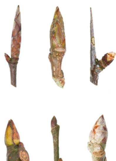 Nature Walks with Discover The Wild: Winter Tree Identification, Mythology and Folklore