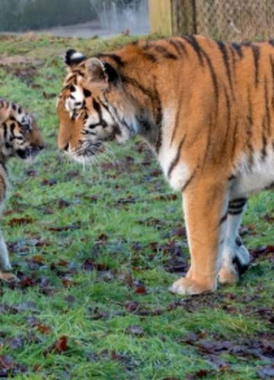 Crafts, capers and cute cub overload at Knowsley Safari this half term