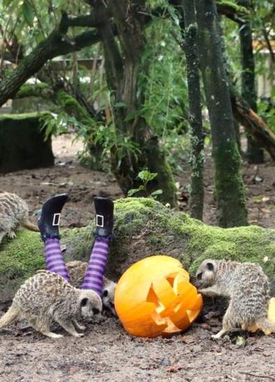 Little Monsters go Half Price at Knowsley Safari's Spooktacular Halloween Adventure