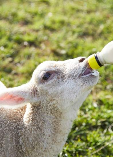 Easter Spring Fling at Cockfields Farm