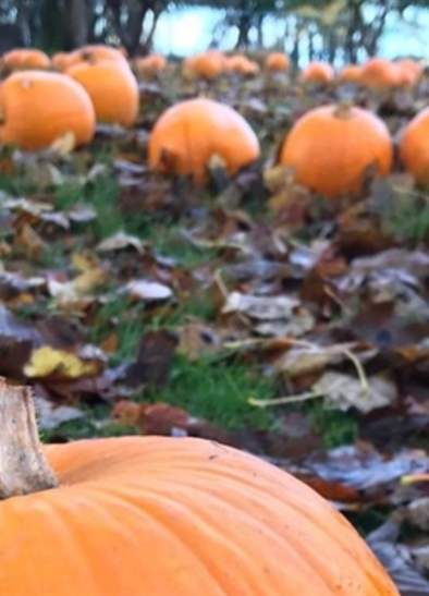 Pumpkin Pickin at Haigh