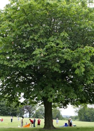 Peel Park