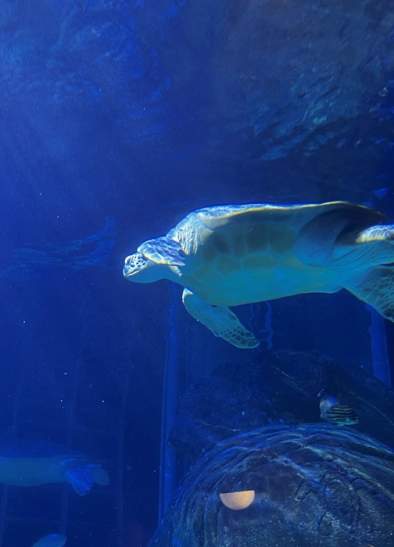 Beyond the Surface Tour at SEA LIFE Manchester