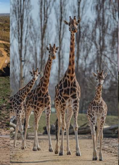 Heart of Africa at Chester Zoo