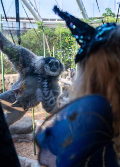 Halloween at Chester Zoo