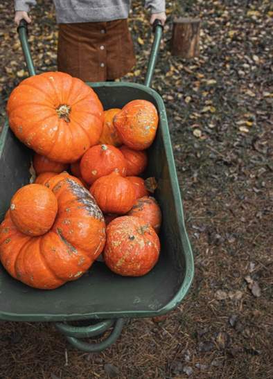 Halloween Pumpkin Festival