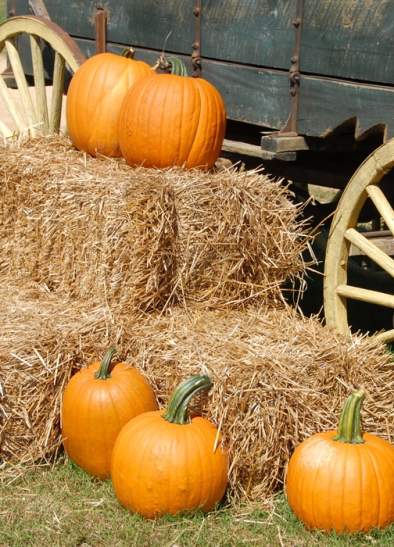 Halloween at Lancaster Park & Animal Farm
