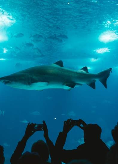 Discover Sharklife!