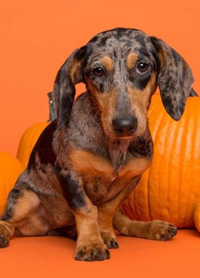 Howl-O-Ween Puppy Yoga