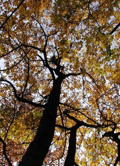 Redisher Wood